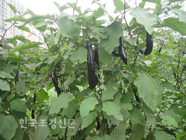 [행복한 텃밭] 열매채소 맛있고 건강하게 키우기
